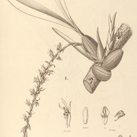 54. GOMEZA I. sessilis, II. recurva.