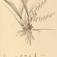 55. GOMEZA Theodorea.