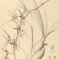 57. BRASSIA arachnoidea.