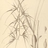 58. BRASSIA caudata.