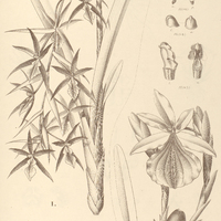61. MILTONIA I. flavescens, II. spectabilis.