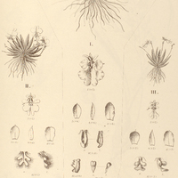 62. ONCIDIUM I. pusillum, II. glossomystax, III. Pumilio.