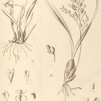 63. ONCIDIUM I. longipes var. monophyllum, II. macronyx.
