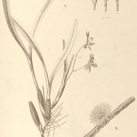 64. I. ONCIDIUM biflorum, H. CAMPYLOCENTRUM Burchellii.
