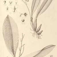 66. ONCIDIUM I. odontochilum, II. thyrsiflorum.