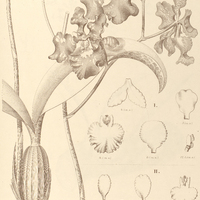 67. ONCIDIUM I. crispum, II. var. Rodriguesii.