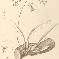 68. ONCIDIUM I. Widgrenii, II. nitidum.