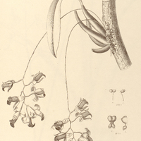 69. ONCIDIUM echinatum