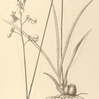 70. ONCIDIUM hydrophilum.
