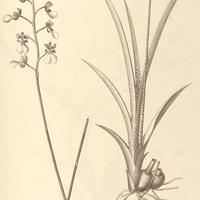 71. ONCIDIUM uliginosum.