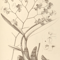 72. ONCIDIUM I. maculosum, II. Geraënse.