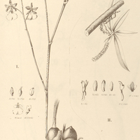 73. I. ONCIDIUM montanum. CAMPYLOCENTURM callostachym.