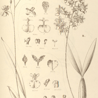 74. ONCIDIUM I. macropetalum. II. cornigerum.