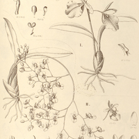75. ONCIDIUM I. concolor, II. longicornu.