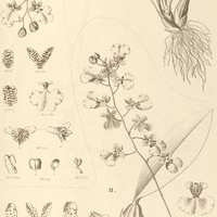 76. ONCIDIUM II. bifolium, II. Martianum.