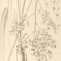 77. ONCHIDIUM Blanchetii.