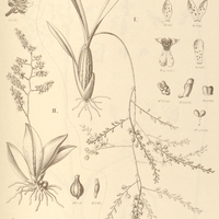 78. ONCIDIUM I. Hookeri, II. pumilum.