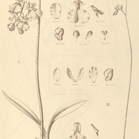 79. ONCIDIUM I. fuscans, II. gracile.