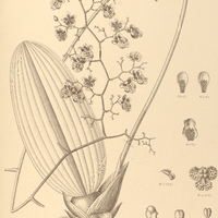 80. ONCIDIUM divaricatum