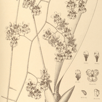 81. ONCIDIUM pulvinatum.