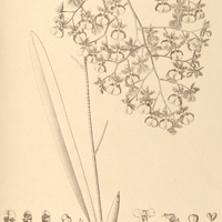 82. ONCIDIUM Pohlianum.