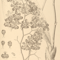 83. ONCIDIUM guttatum.