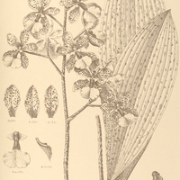 84. ONCIDIUM Lanceanum
