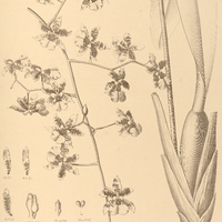85. ONCIDIUM Baueri