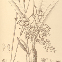 86. ONCIDIUM Batemanianum.