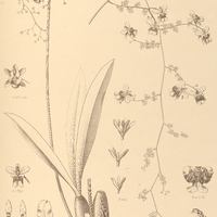 87. ONCIDIUM heteranthum.