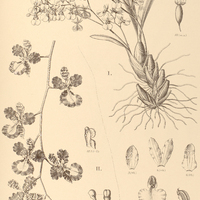 88. ONCIDIUM I. viperinum, lI. praetextum