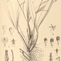 89. ONCIDIUM I. verrucosissimum, II. Riograndense.