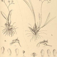 90. ONCIDIUM I. Löfgrenii, II. Edwallii.