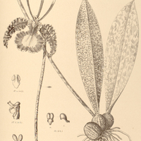 91. ONCIDIUM Papilio.