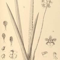 92. ONCIDIUM I. Cebolleta, II. Jonesianum.