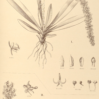 94. I. CRYPTARRHENA Kegelii. II. LEIOCHILUS pulchellus.