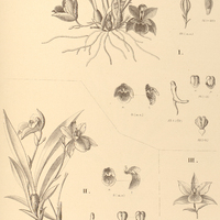 95. PROMENAEA I. stapelioides, II. xanthina, III. Rollissonii.