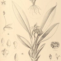 96. CHEIRADENIA I. cuspidata, II. Jmthurnii. ID. WARSZEWICZELLA flabelliformis.
