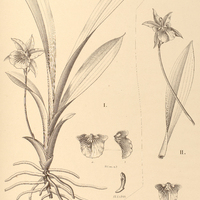 97. WARSZEWICZELLA I. Wailesiana, II. candida.