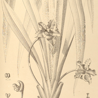 98. BOLLEA violacea.