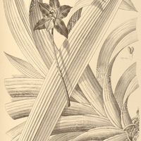 99. HUNTLEYA Meleagris.