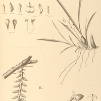 100. I. SIGMATOSTALIX radicans II. DICHAEA latifolia