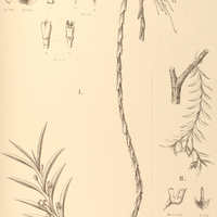 101. DICHAEA I. coriacea, II. pumila