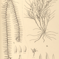 102. DICHAEA I. pendula, II. graminoides.