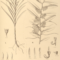 103. I. DICHAEA australis. II. CAMPYLOCENTRUM micranthum.