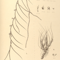 105. I. CAMPYLOCENTRUM Parahybunense. II. ISARELLIA virginalis.