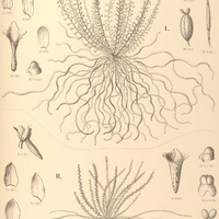 106. CAMPYLOCENTRUM I. Fasciola, II. Amazonicum.