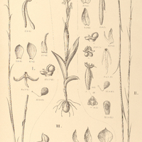 107. HABENARIA I. lasioglossa, II. pungens, III. Löfgrenii.