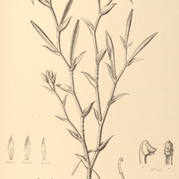 108. VANILLA Dietschiana.