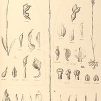 109. I. PELEXIA longicornu, II. STENORRHYNCHUS parvus, III. SPIRANTHES subfiliformis.